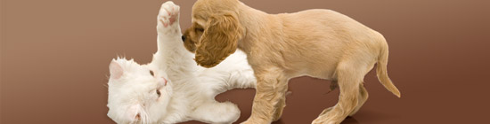 Hunde Kataloge Hunde Kataloge